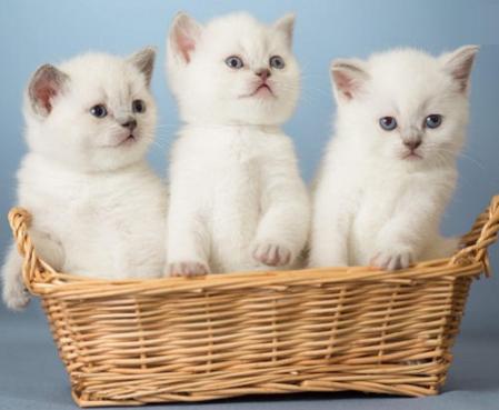 宠物猫咪难产生不出来怎么办？难产小猫咪还能活吗