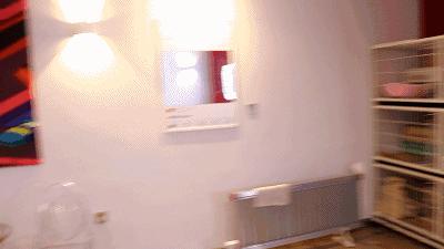 猫主子驾到,猫咪主子驾到