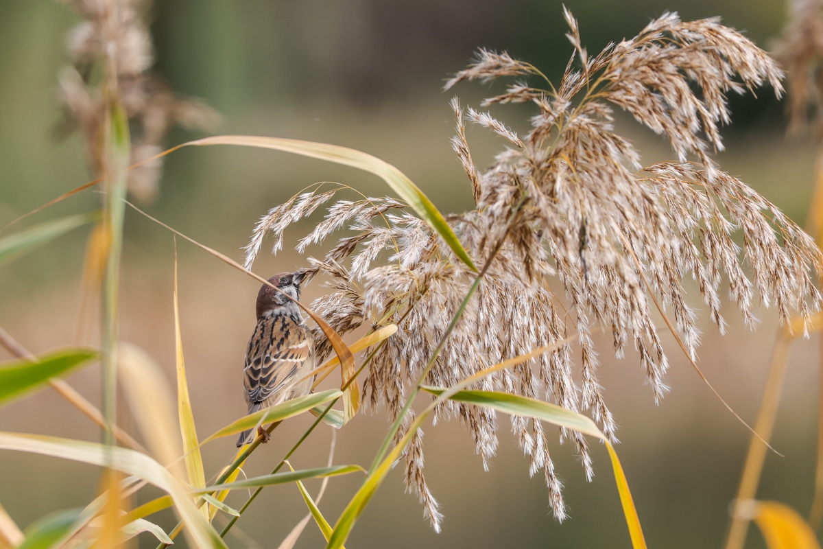 浣宠兘rf400mmf2.8璇勬祴,浣宠兘rf-s24-105mm娴嬭瘎
