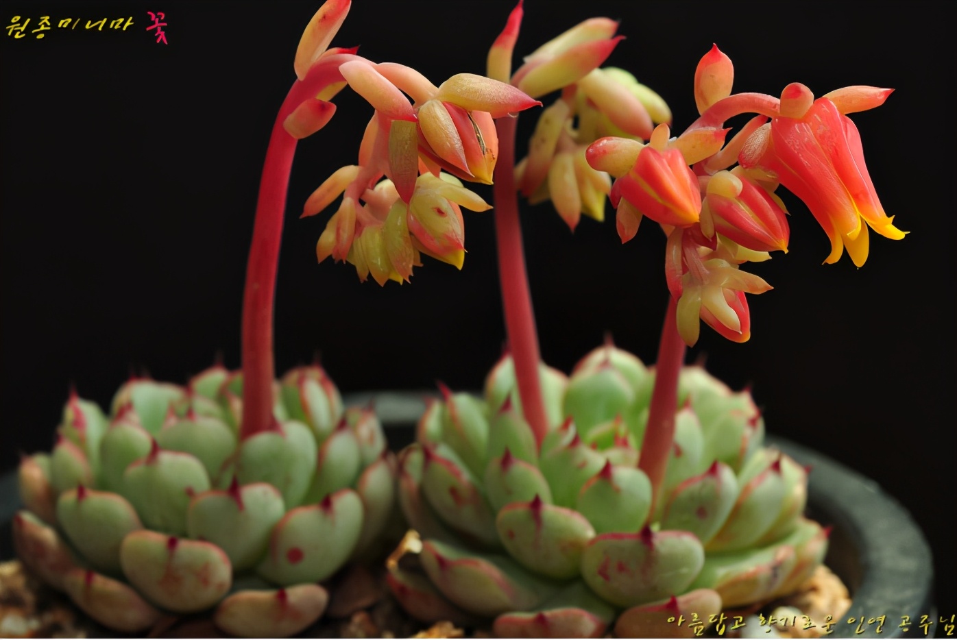 韩国多肉大全图片,多肉公主的图片