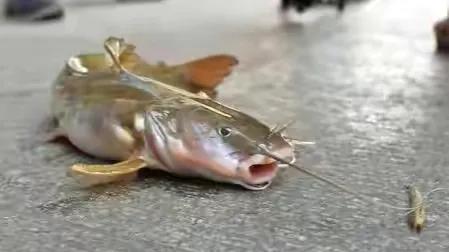 中国最好吃的4大淡水鱼,中国特别好吃的10种淡水鱼