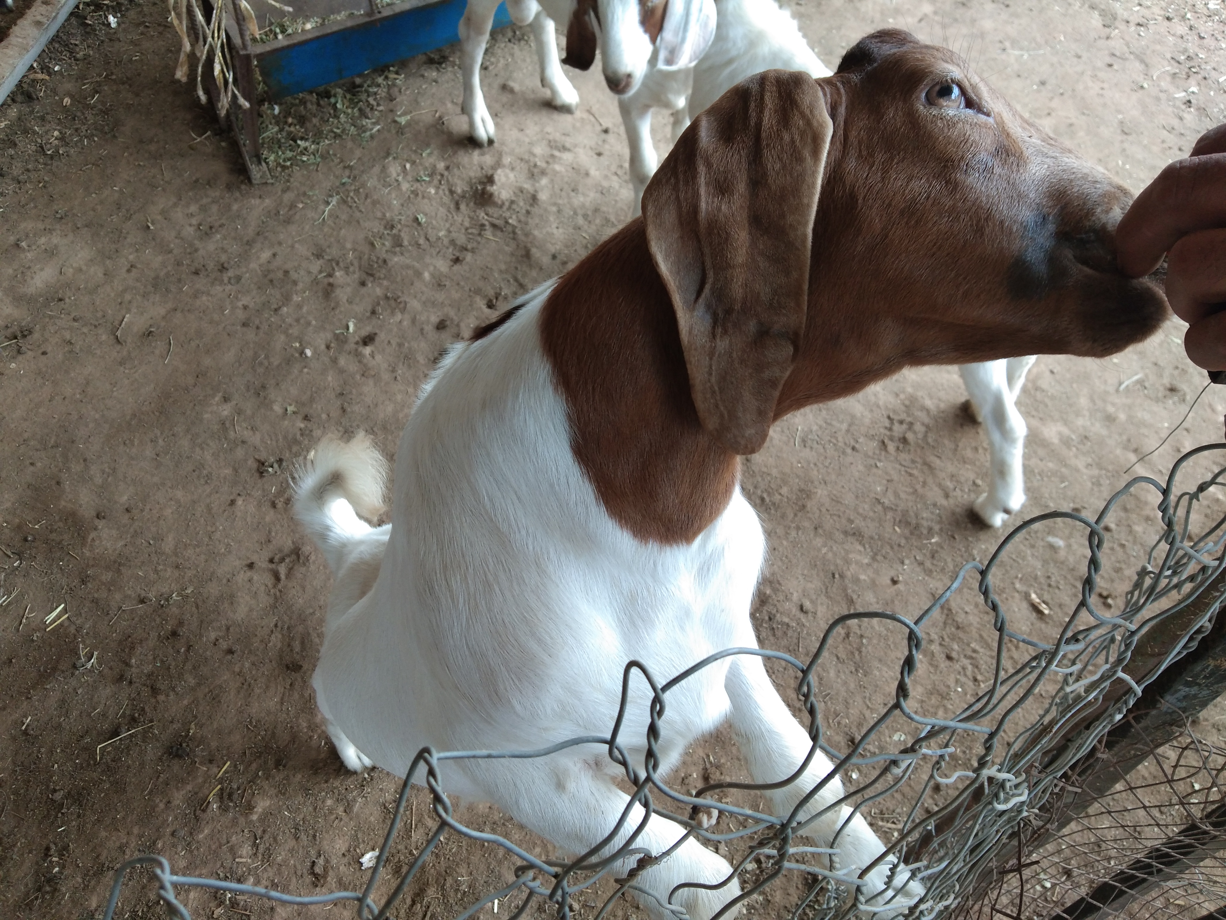 伊维菌素给羊驱虫的正确方法,羊用驱虫药伊维菌素片有用吗
