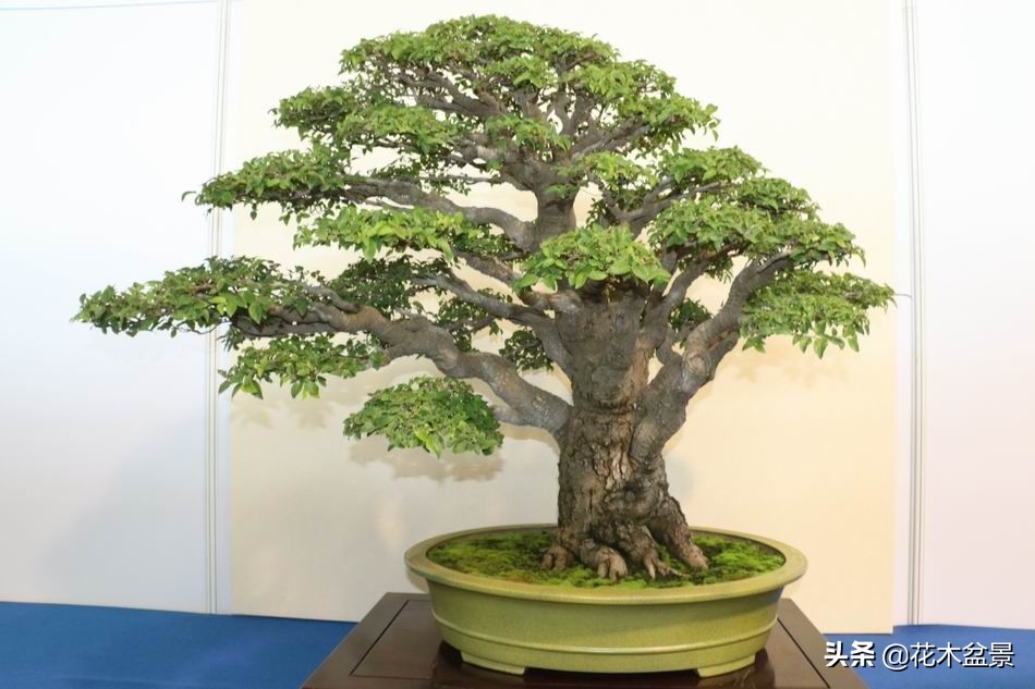 适合客厅养的盆景植物,茶桌上养什么盆景植物