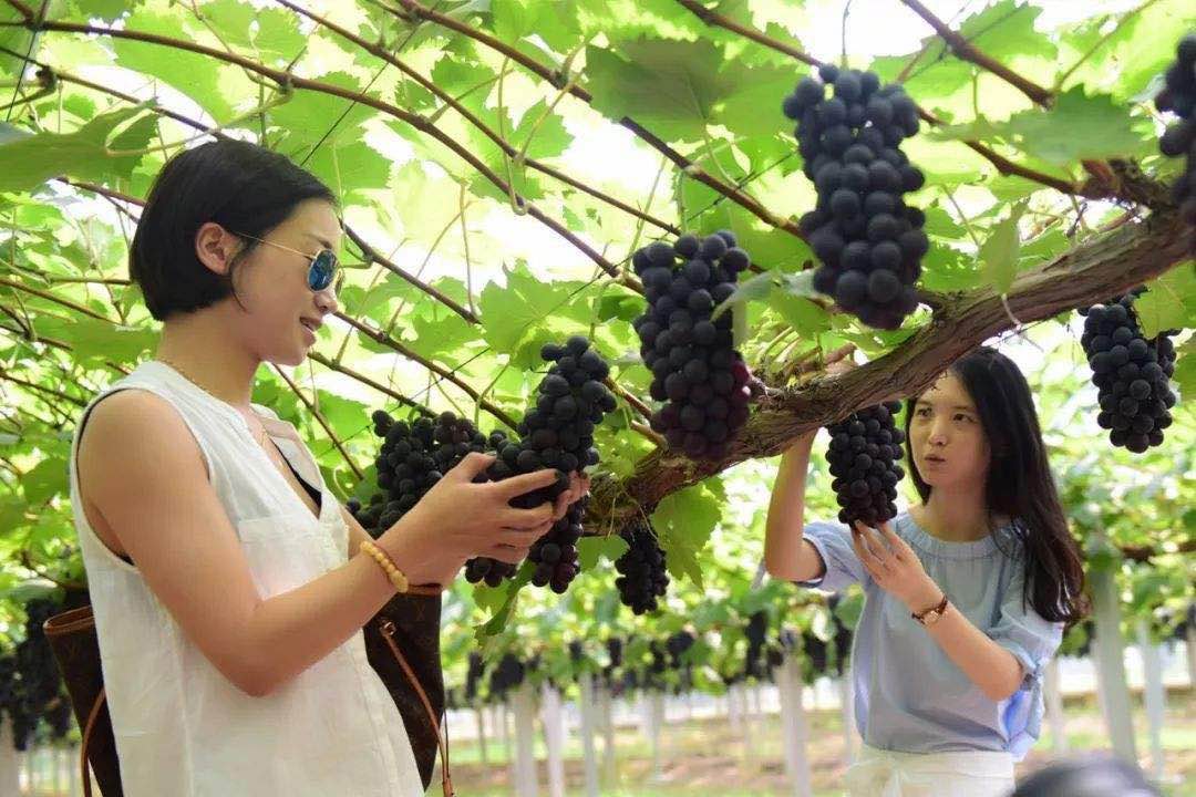 苏州西山农家乐旅游网官网,苏州西山十大知名农家乐有哪些