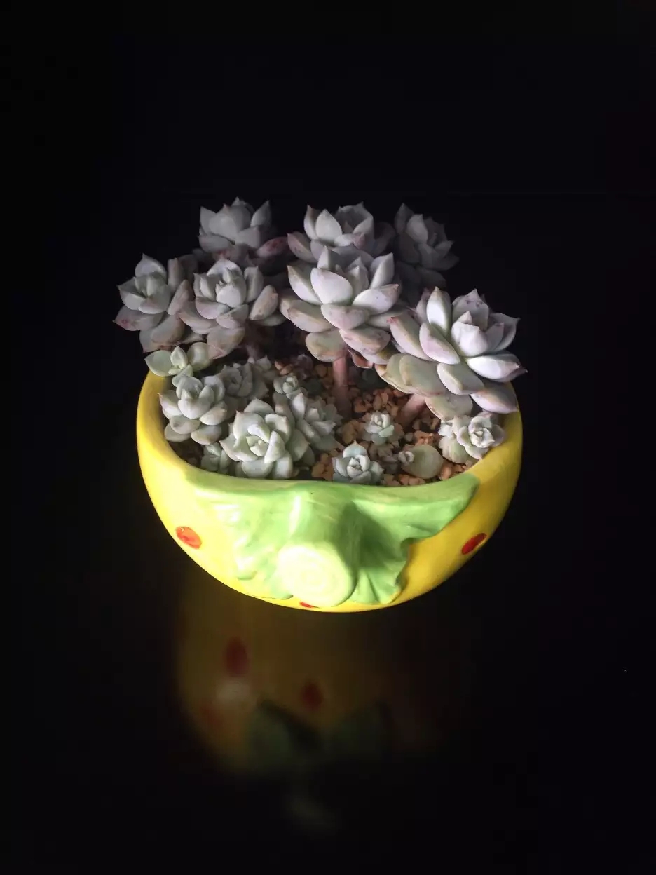 清欢养肉｜优生优育的白牡丹，让你从几片叶子跻身多肉大户