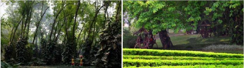 西双版纳原始森林门票,西双版纳所有景点门票一览表