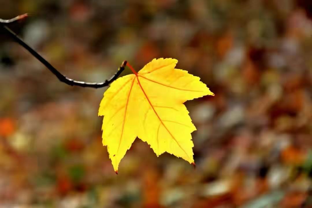 心理学恐惧焦虑胡思乱想自卑,心理学如何解开心结停止胡思乱想