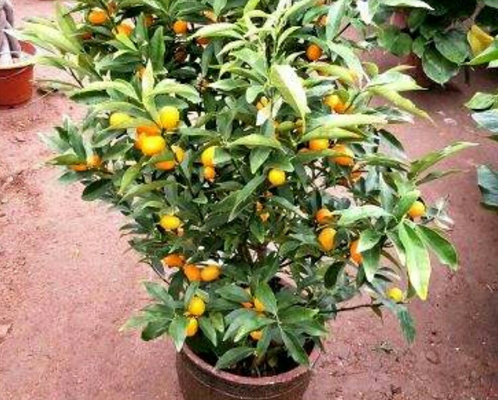 盆栽金桔掉叶掉果怎么办,盆栽金桔树冬天落叶落果