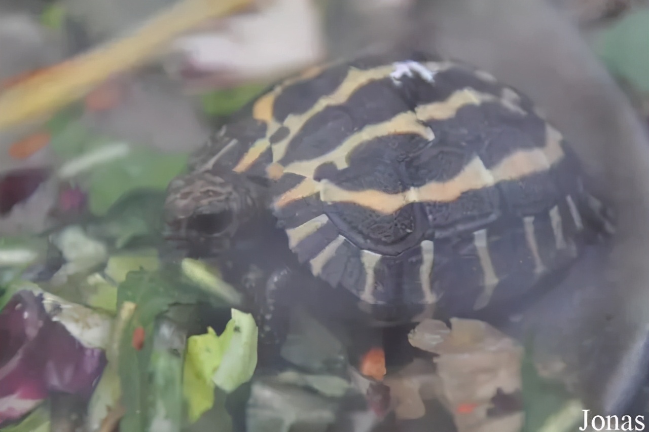 龟类纪录片,龟类图片