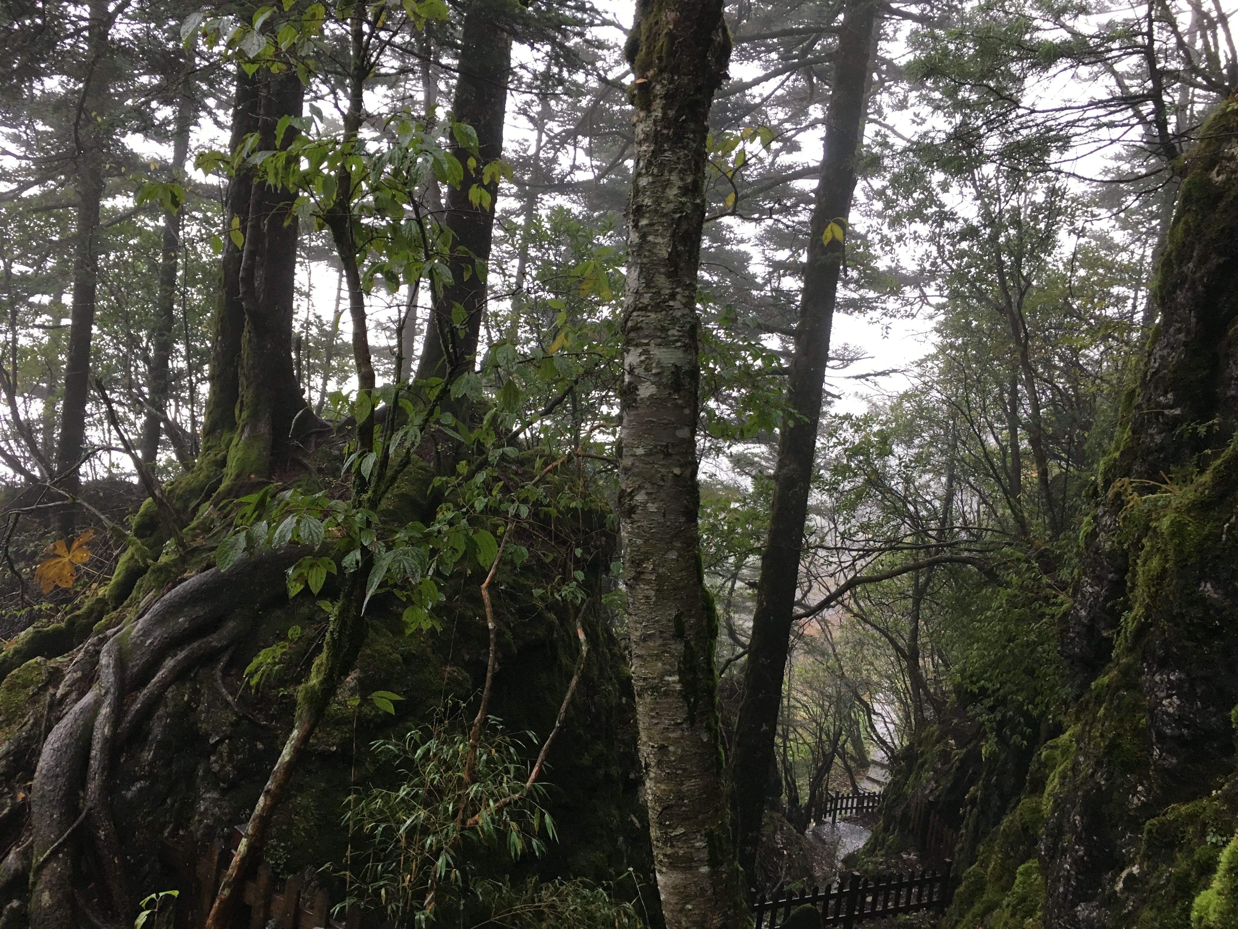雨中神农架探秘之旅｜国庆节武汉至神农架自驾游攻略分享