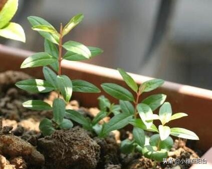 为什么石榴开花有早开有晚开花呢,石榴盆景多开花的技术有哪些方法