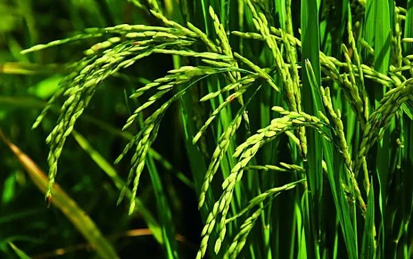 德宏州梁河县十大特产介绍,云南梁河县特产