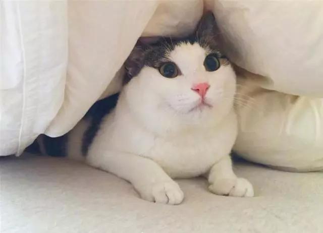 铲屎官常见问题,新手铲屎官发现猫咪拉肚子