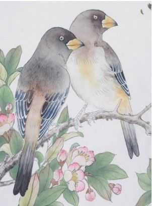 蜡嘴雀工笔画,蜡嘴鸟画画教程