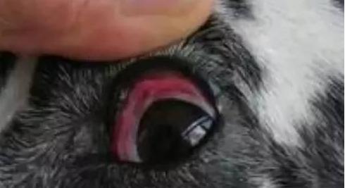 狗狗得了青光眼能治得好吗,狗狗青光眼征兆吃什么药