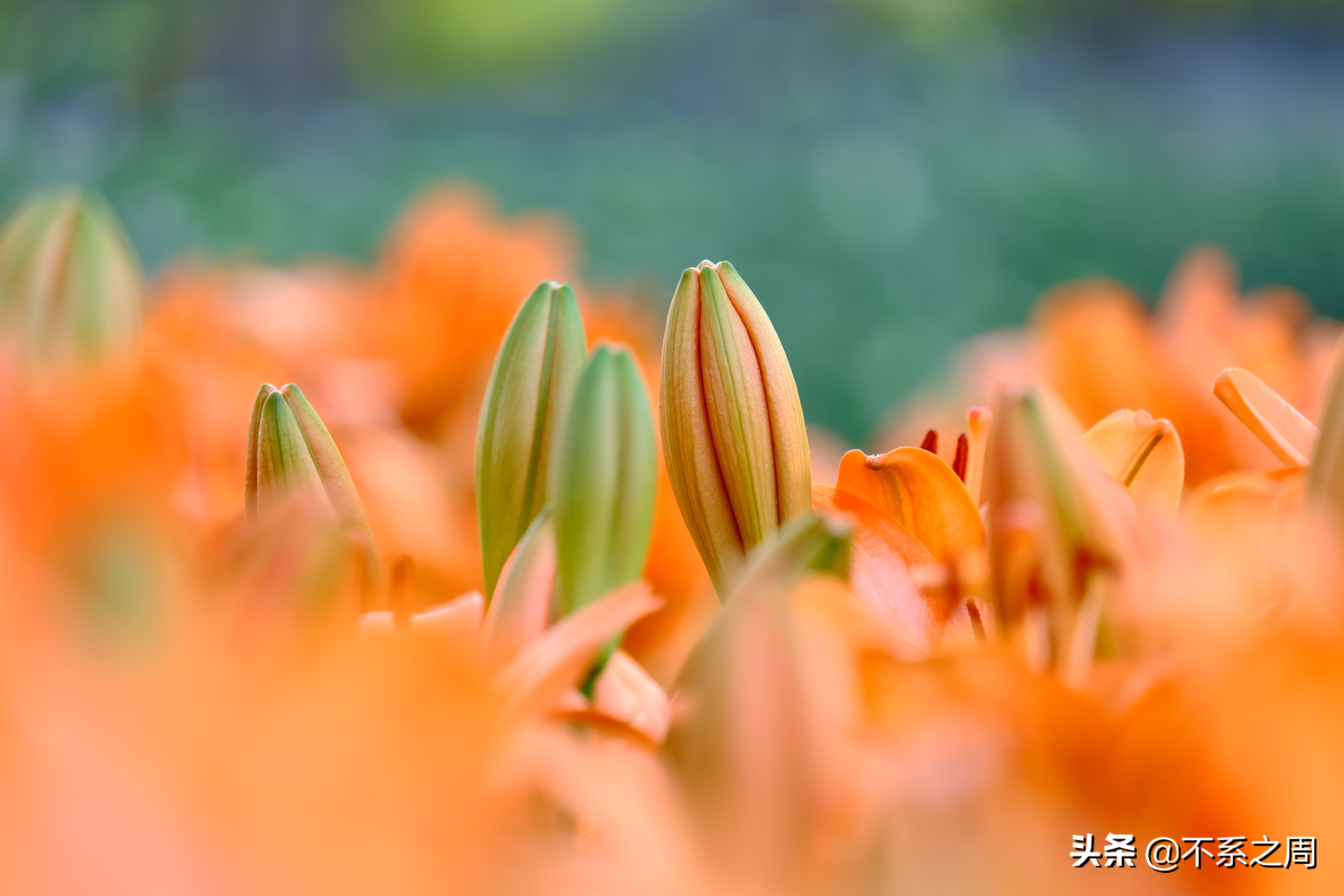 无锡梅园百合花节,无锡梅园中秋游园会