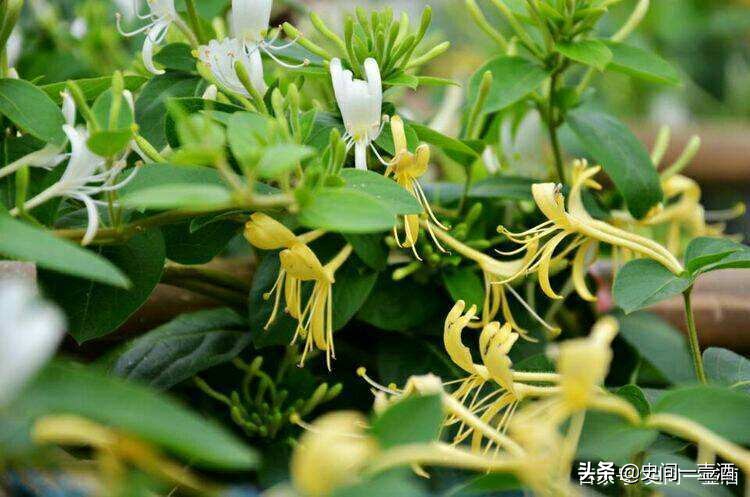 河南轩辕黄帝遗址,河南轩辕黄帝陵简介