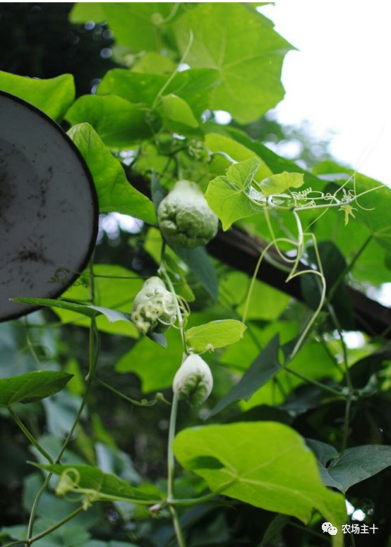 院子里种什么十多年后价值很高,院子里种什么最值钱