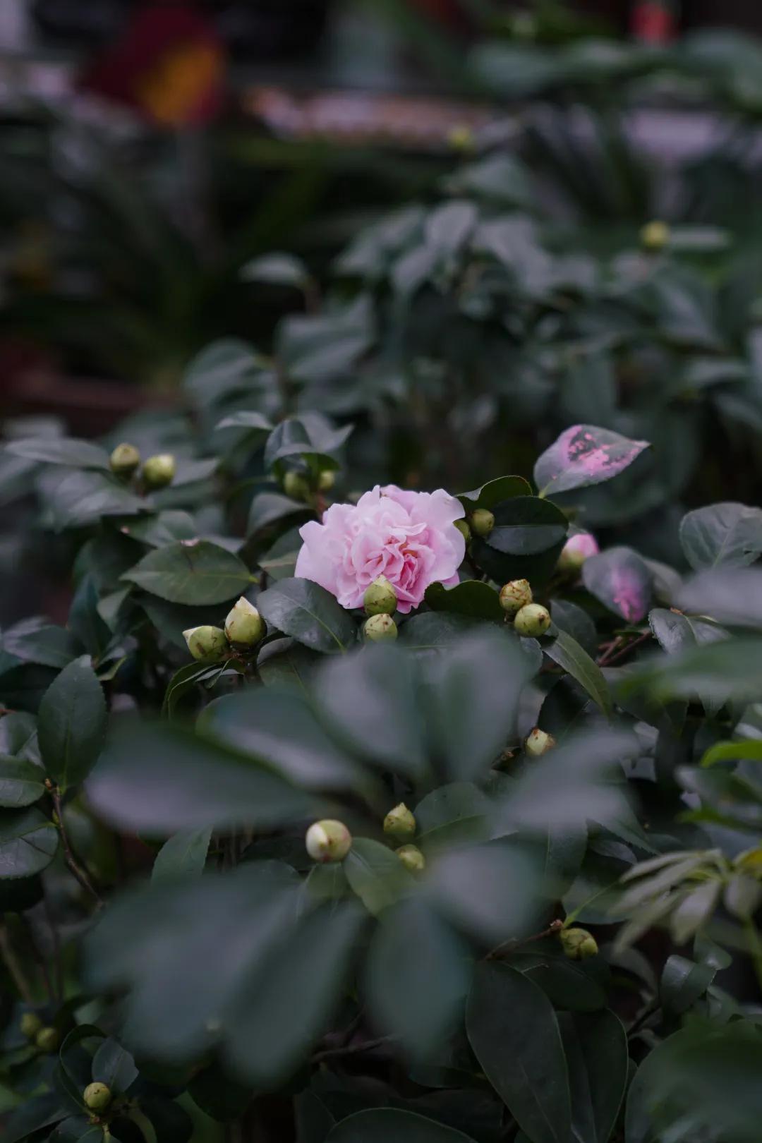 乌鲁木齐花市在哪里光明路附近,乌鲁木齐的花市在哪里