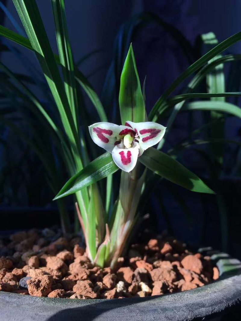 春兰和春剑兰的区别在哪里,春兰大富贵和春剑大富贵不一样吗