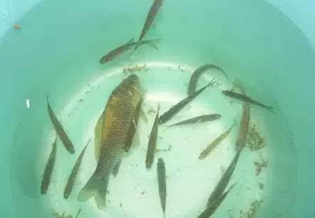 钓鱼高手个个都是钓鱼高手,钓鱼高手怎么升级最快