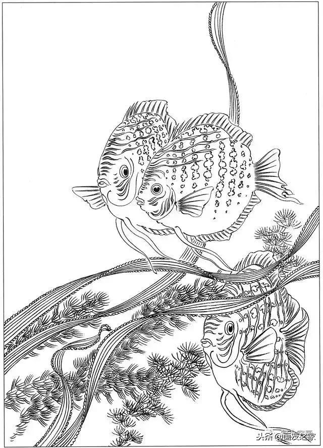 白描荷花鱼线稿图片,白描动物鱼图片大全