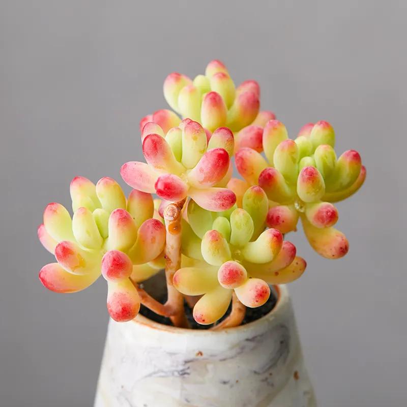 十大最怕淋雨的多肉,多肉淋雨之后掉叶片该怎么救治