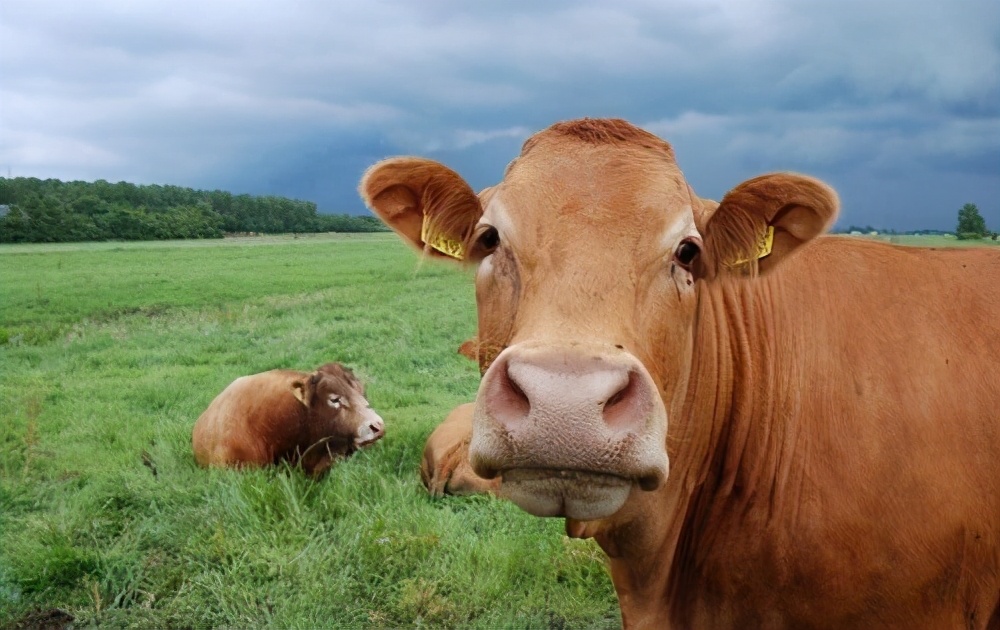 牛的感受谁会在意？身体直接开洞，阉割直接捶碎*丸睾**，解释为牛好