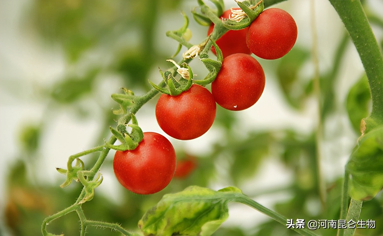 圣女果用什么膨大剂好？圣女果膨大素什么时间打？用什么肥料膨大