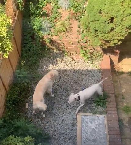 狗狗看上别家的狗,狗狗看上别人家的狗