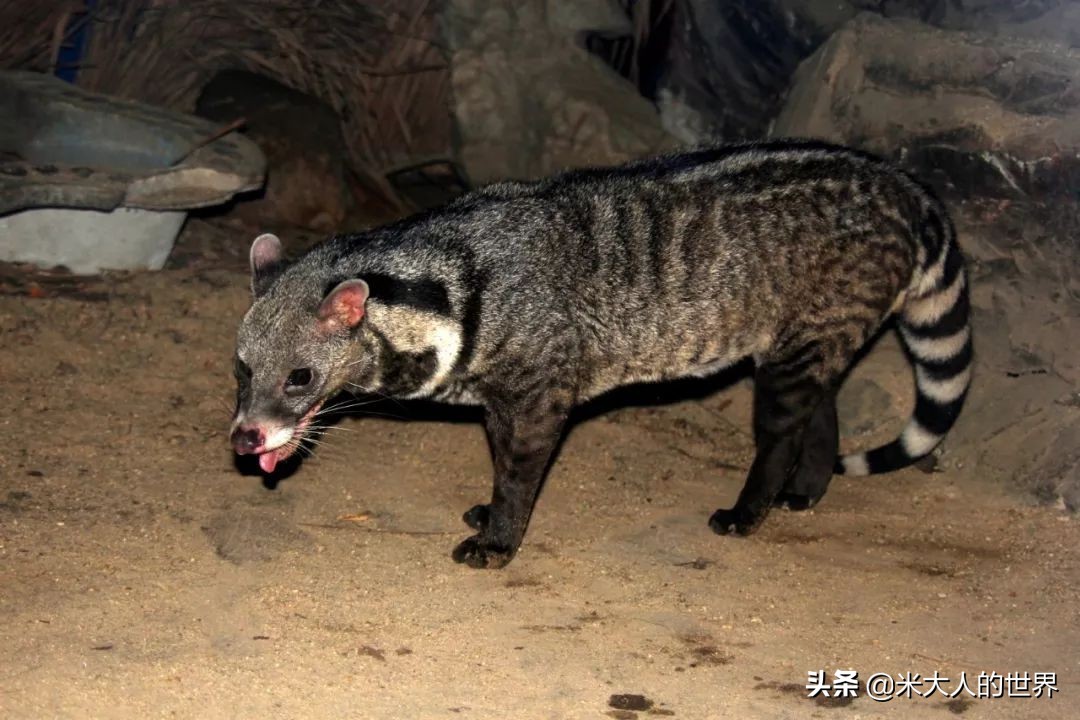 你知道这些皮草奢侈品是导致它已经在香港灭绝的主要原因吗？