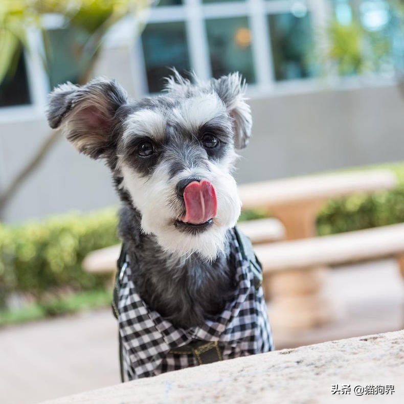 如何选择品相甜美的雪纳瑞,什么样的雪纳瑞品相最好