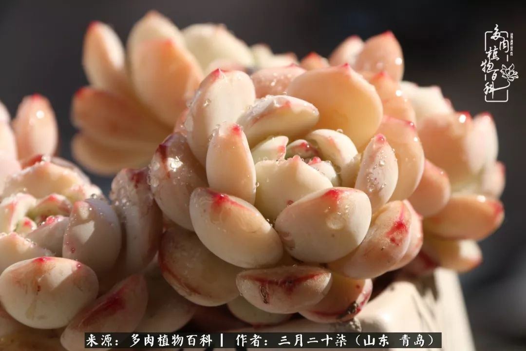 有多肉，有狗狗，给生活多一点惊喜