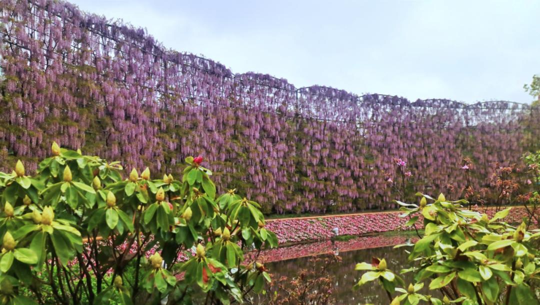 长穗紫藤花的养殖方法,紫藤花日常养护知识点