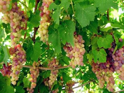 吐鲁番西域游记完整视频,西域吐鲁番