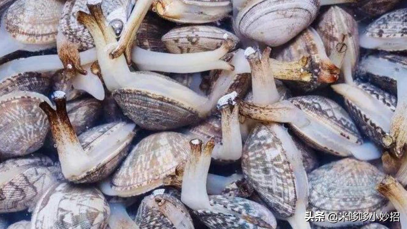 洗花蛤为啥加盐,洗花蛤放醋