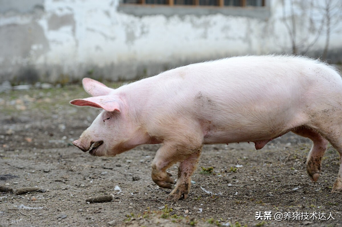 猪拉羊屎疙瘩皮肤发红怎么办,猪皮肤发红指压不褪色
