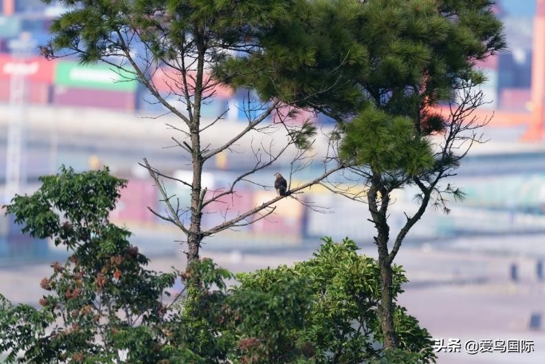 索尼selp1670镜头评测,索尼alpha9镜头