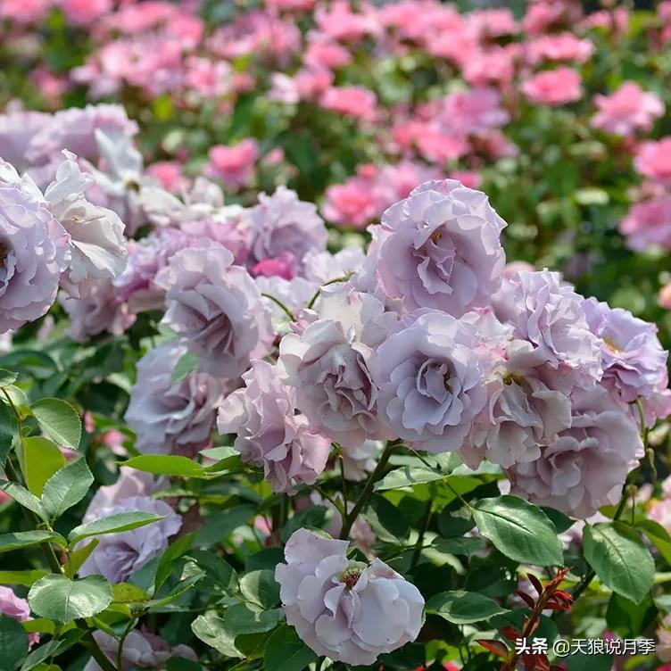 全球最香的十大香水月季,清新淡淡的月季花香水推荐