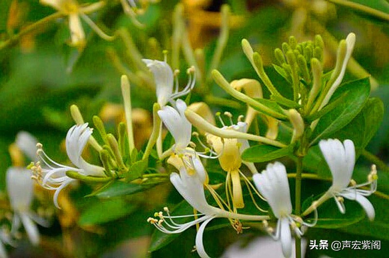 金银花的故事传说,关于中药材金银花的故事简短
