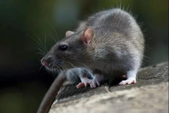 常见的鼠类防治设施包括,鼠类防治的方法