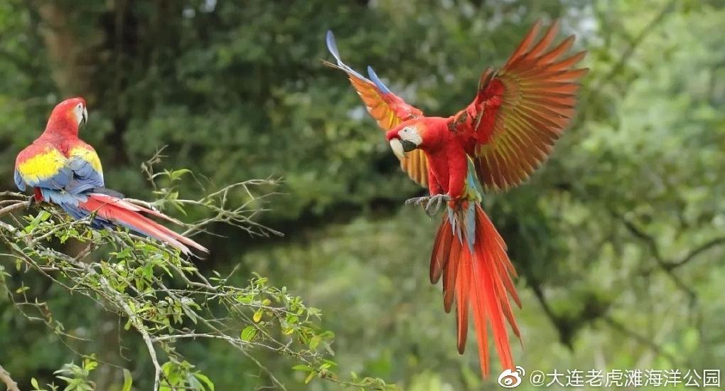 海滩再现绝美荧光海宛如蓝色星河,成都荧光海滩