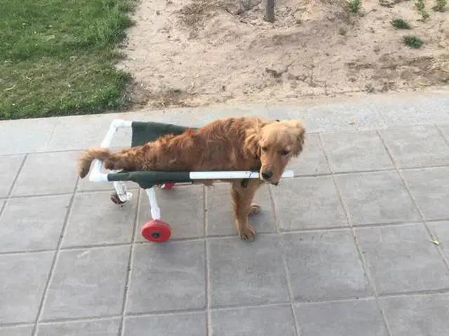 金毛从楼上掉下来然后上去救主人,金毛突然掉下悬崖死亡原因