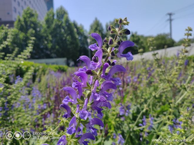 联想z6青春版参数及价格,联想z6青春版与realme青春版