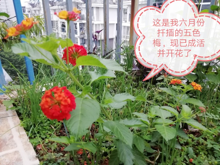 五色梅的栽培和管理方法,五色梅刚买的小苗怎样栽培