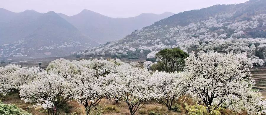 再过半个月，全国人民都将羡慕南阳