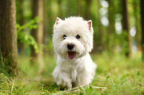 不容易掉毛无体味的小型犬,掉毛少体味小的中小型犬