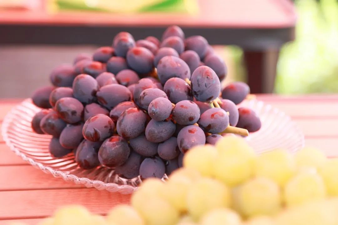 文旅资讯站｜慈溪市第十六届葡萄节暨灾后复产现场会顺利举行