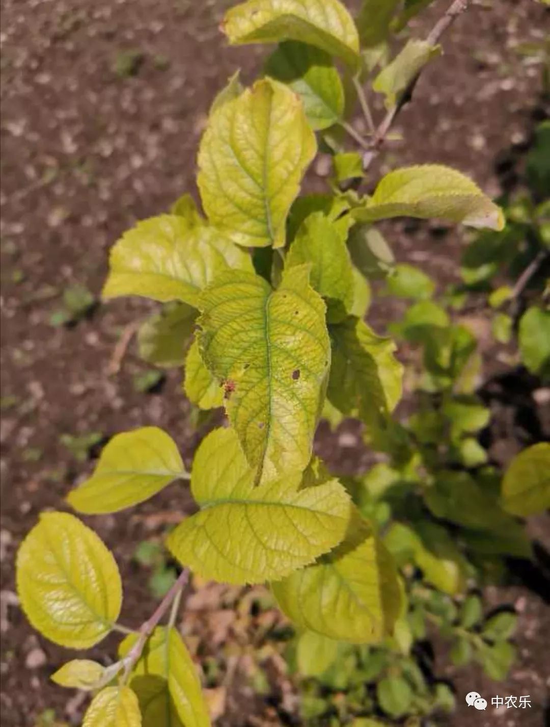 苹果树缺铁黄化是怎么回事,苹果树叶片黄化脱落是什么病