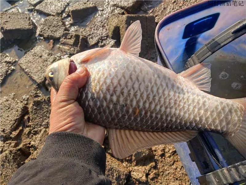 其貌不扬的一位钓友,谁成想竟是一位抛投高手